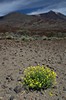 Pico Teide