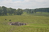 Zubří rezervace v Kis-Balaton